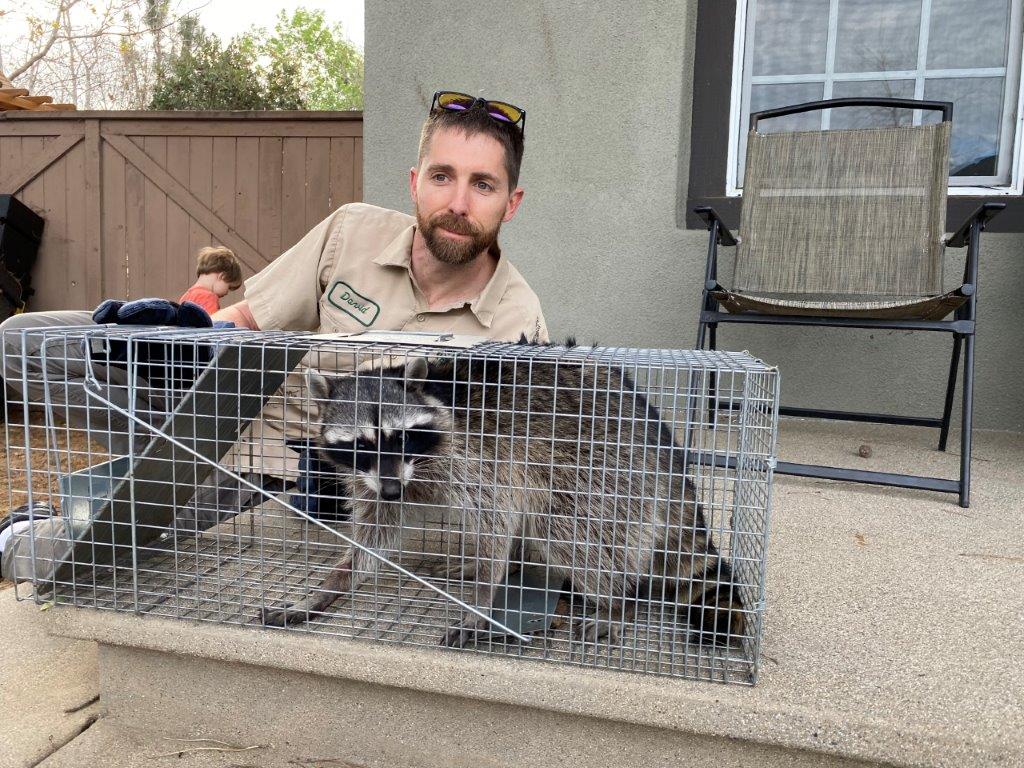 Boston raccoon trapping